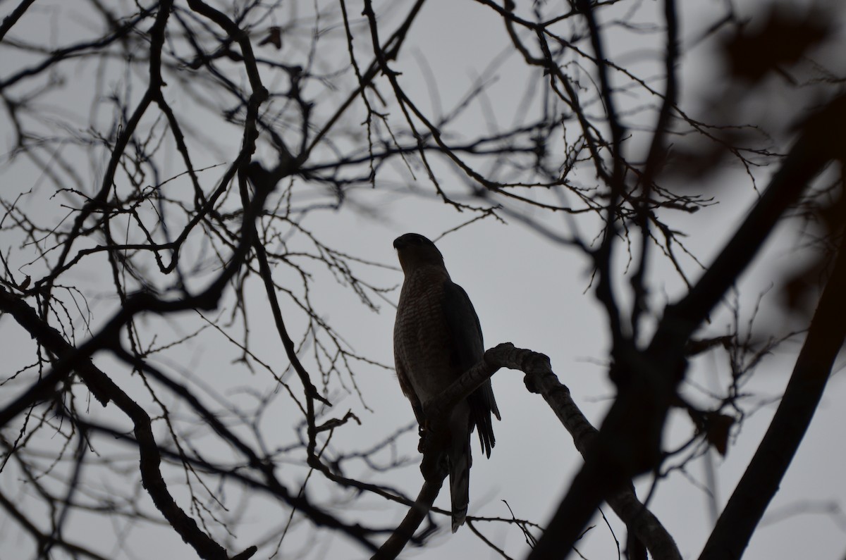 Cooper's Hawk - ML645896277