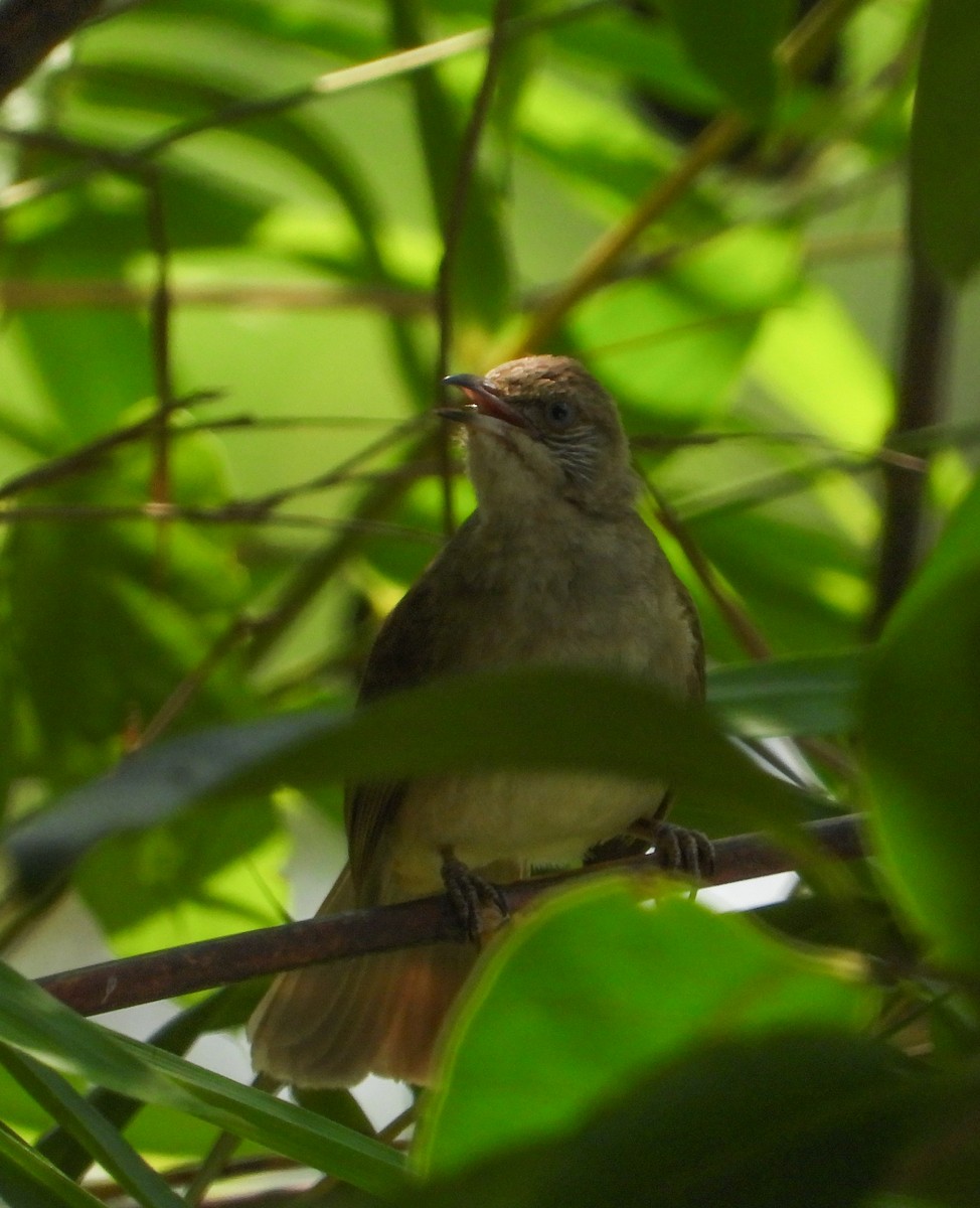 Streak-eared Bulbul - ML645896278