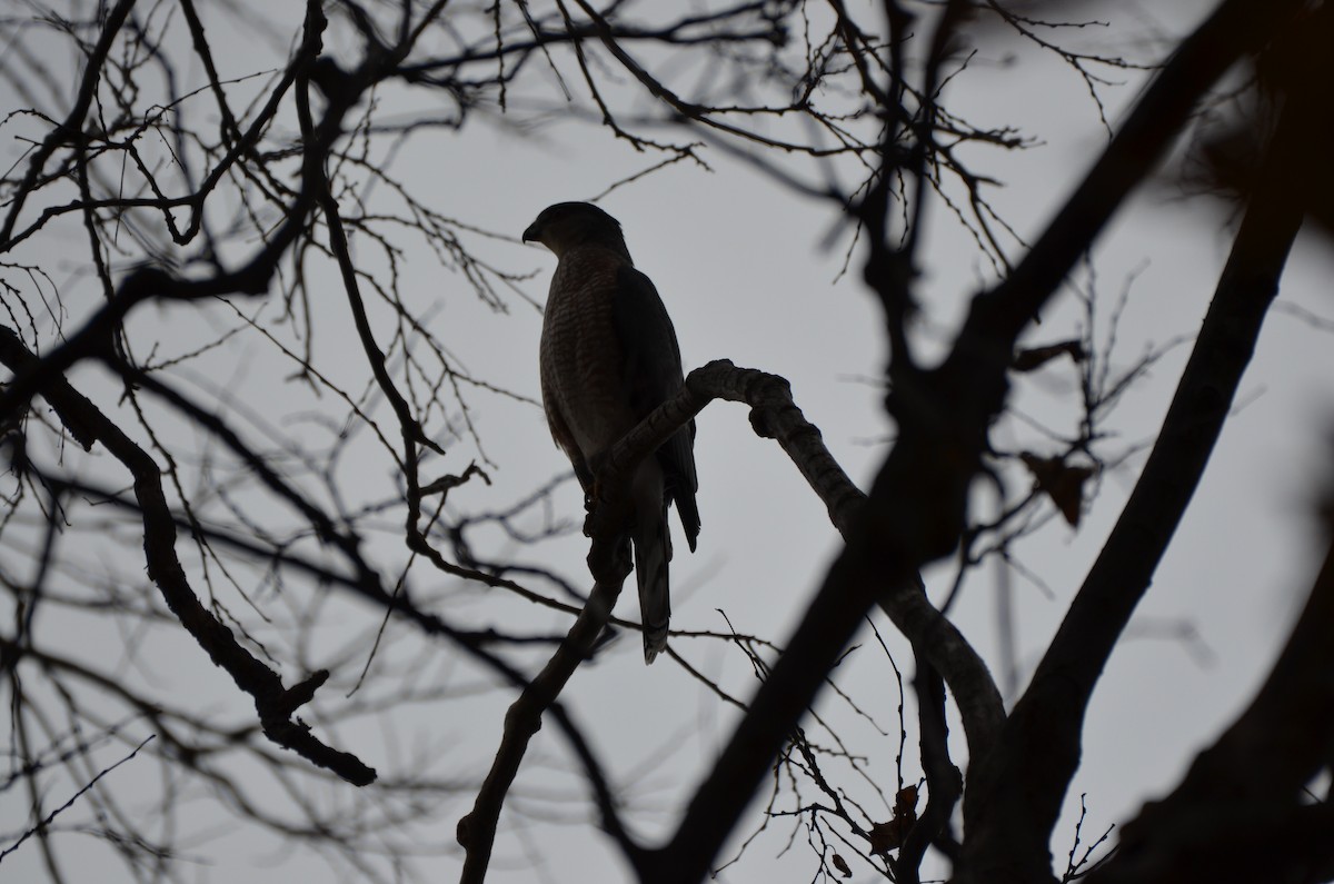 Cooper's Hawk - ML645896280