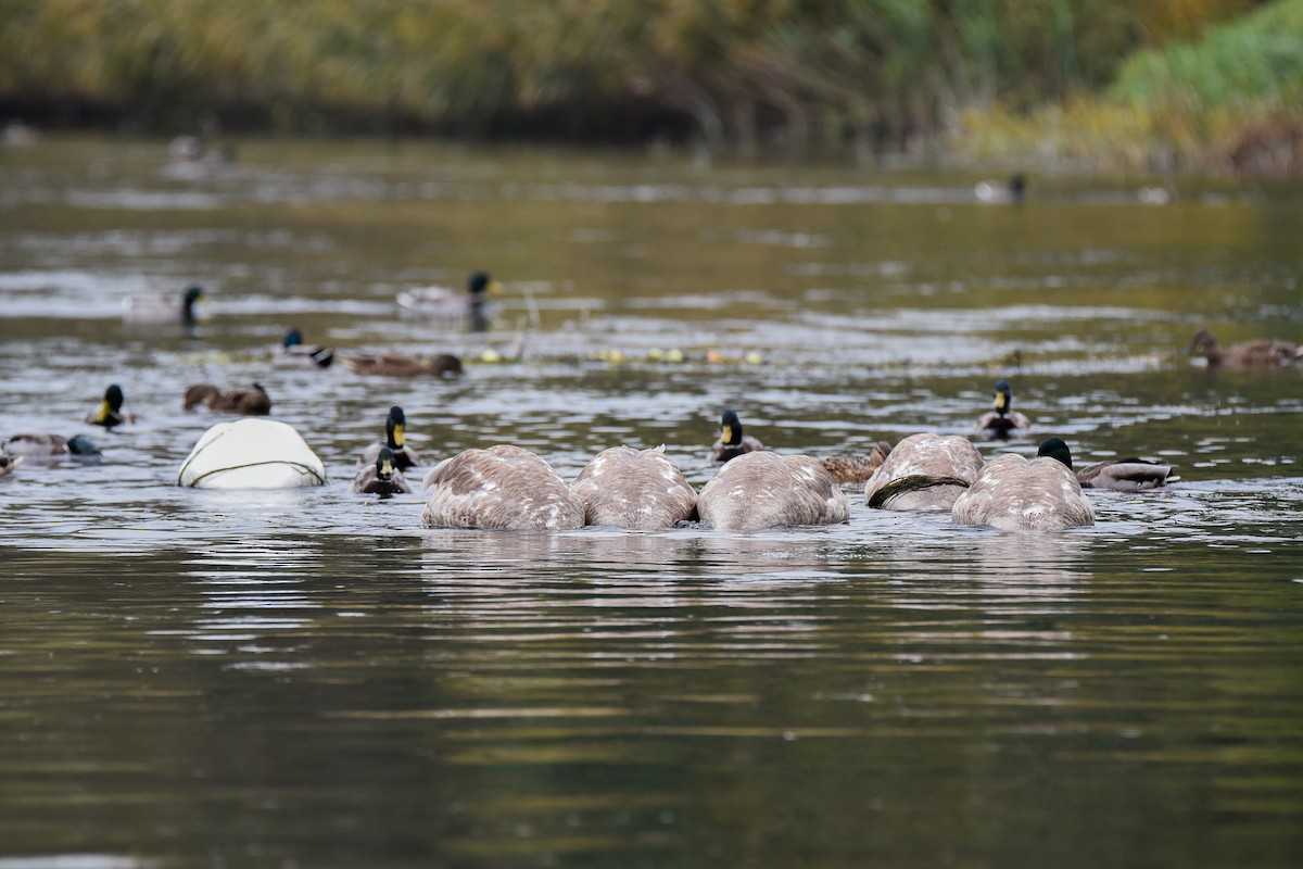 Лебідь-шипун - ML645896281