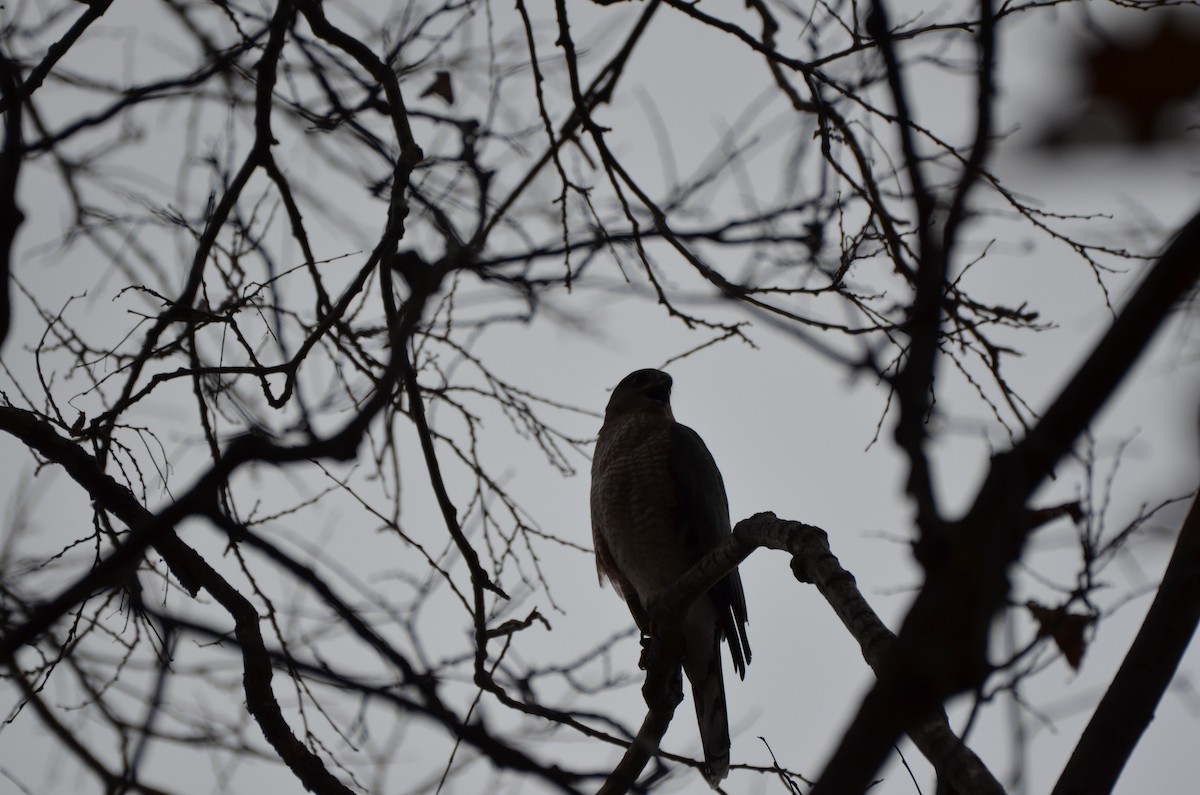Cooper's Hawk - ML645896282