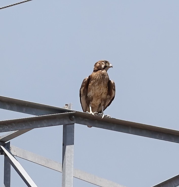Brown Falcon - ML645896287