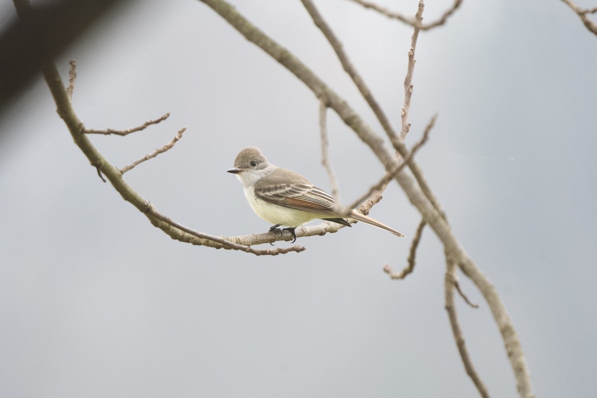 Ash-throated Flycatcher - ML645896289