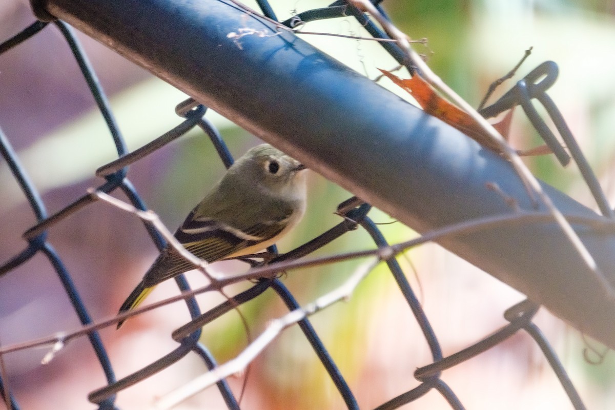 Ruby-crowned Kinglet - ML645896290