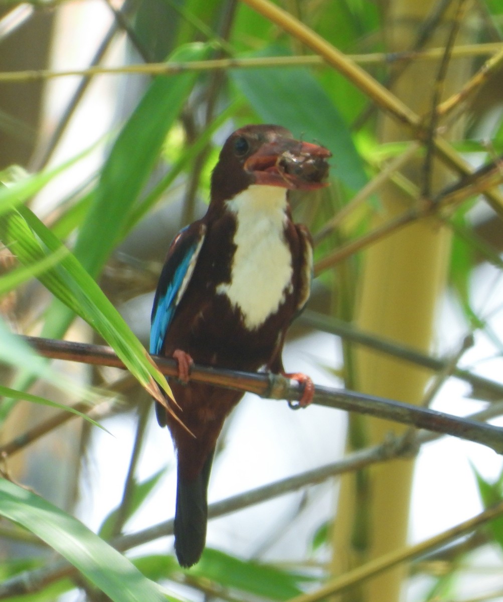 White-throated Kingfisher - ML645896292