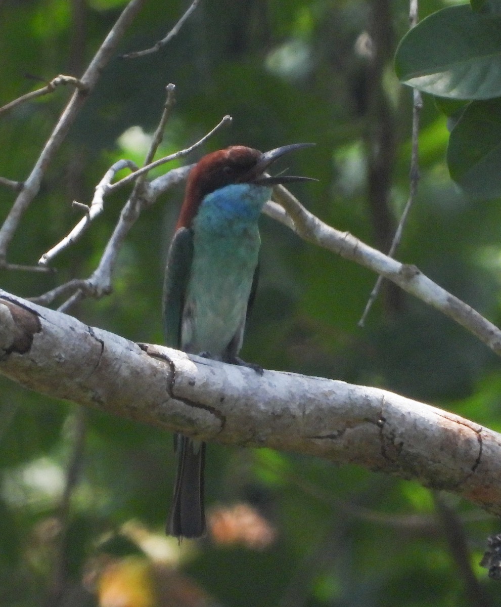 Blue-throated Bee-eater - ML645896296