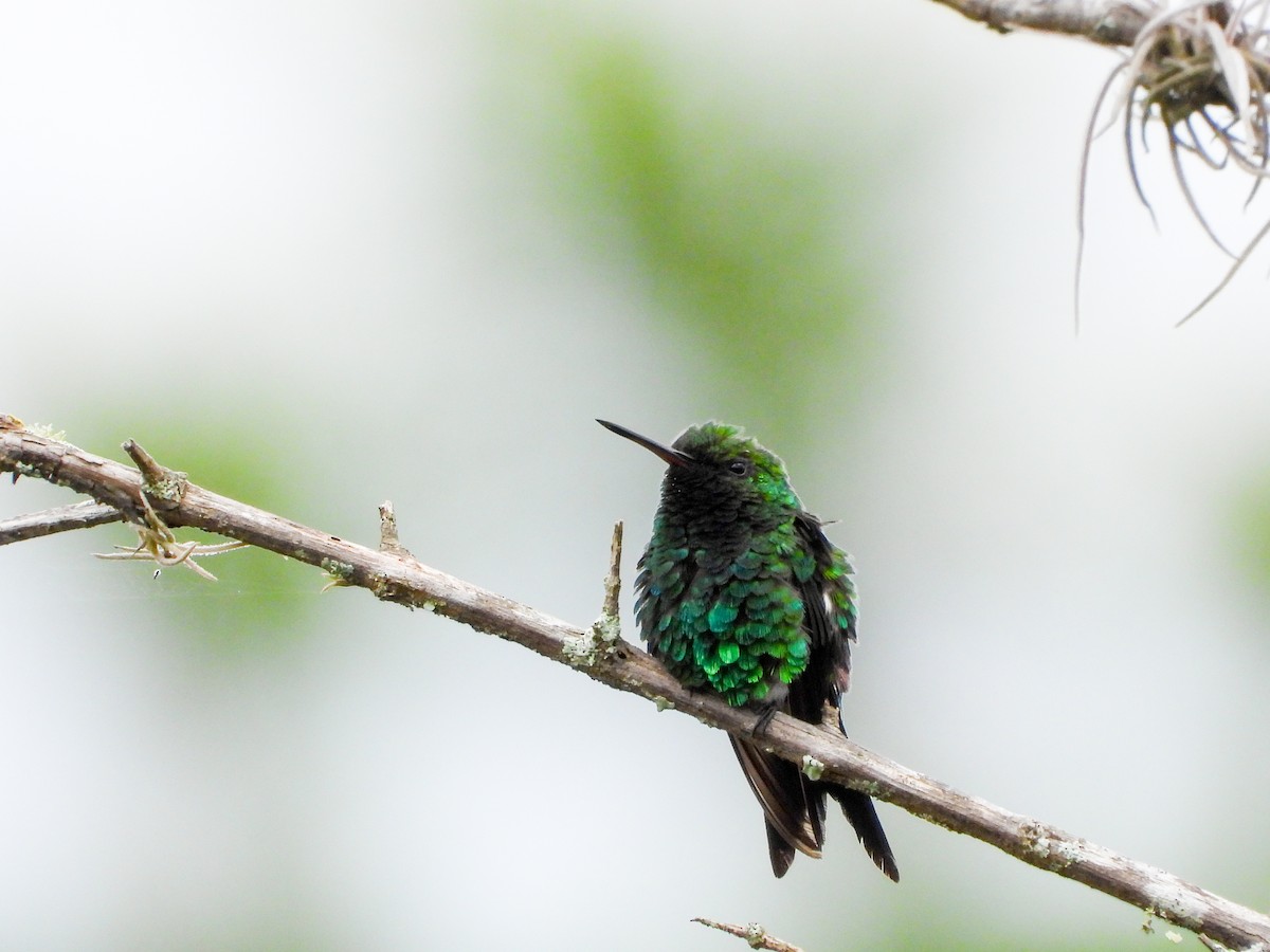 Красноклювый изумруд - ML645896299