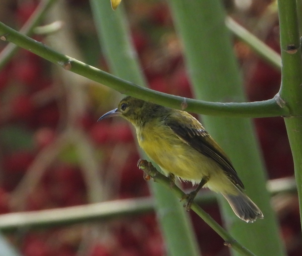 Brown-throated Sunbird - ML645896300