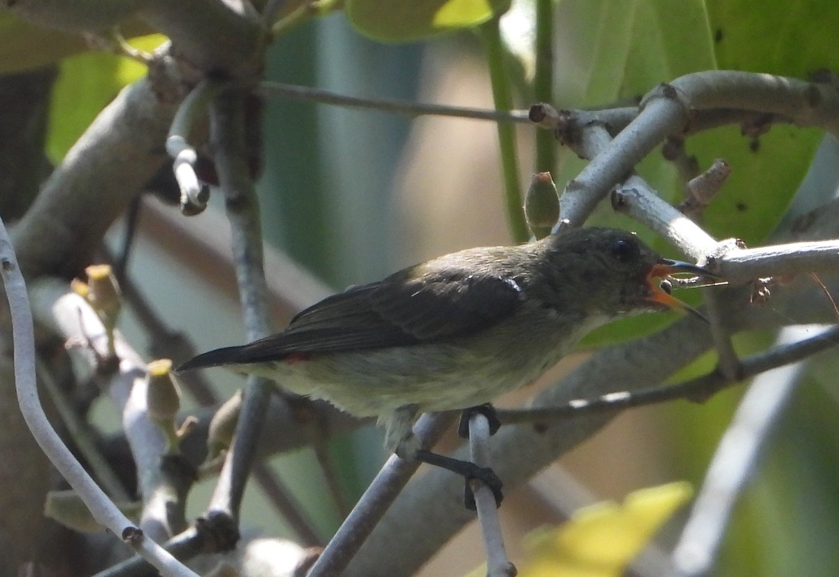Scarlet-backed Flowerpecker - ML645896302