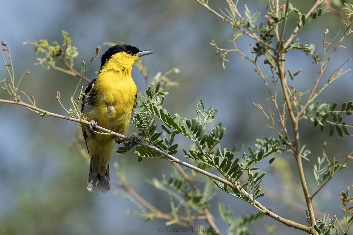 White-tailed Iora - ML645896308