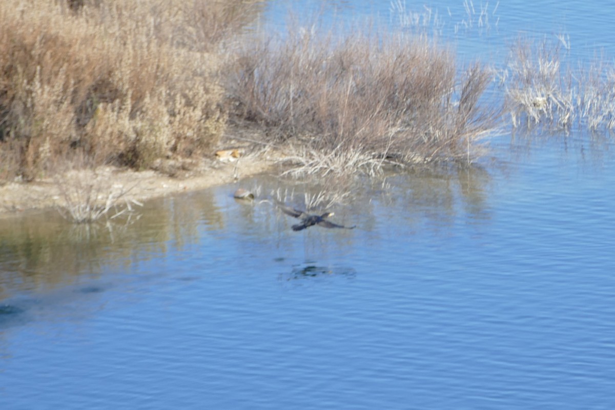 Great Cormorant - ML645896319