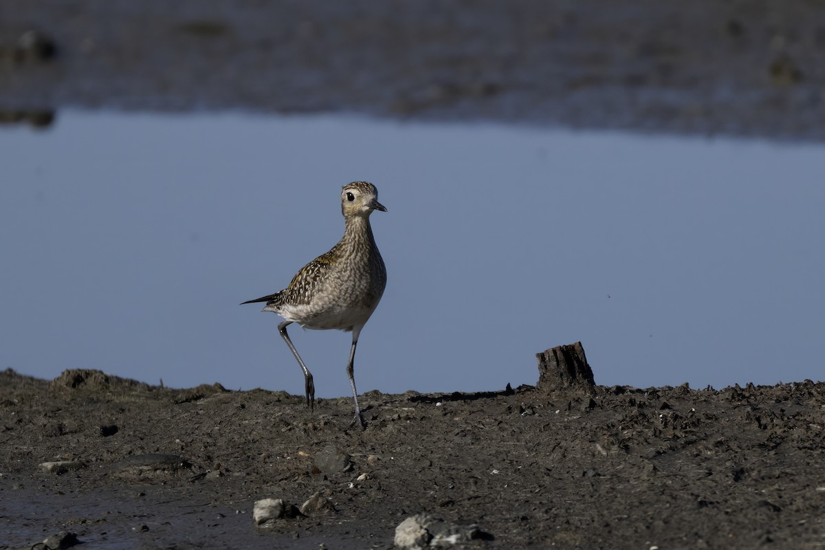 kulík pacifický - ML645896320