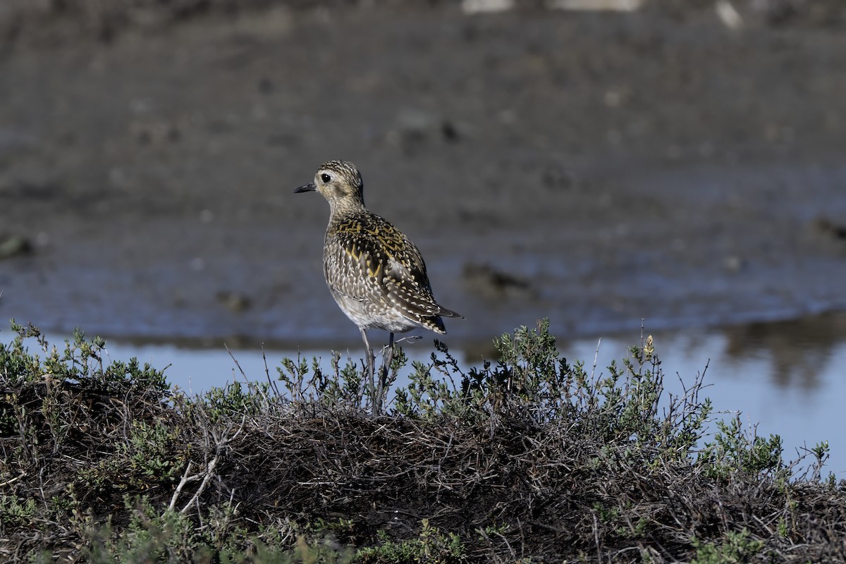 kulík pacifický - ML645896321