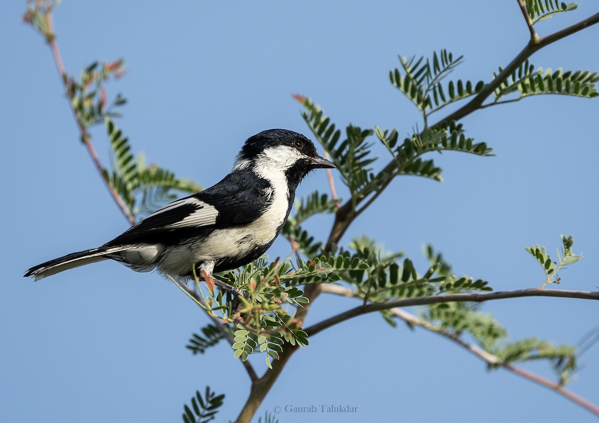 White-naped Tit - ML645896324