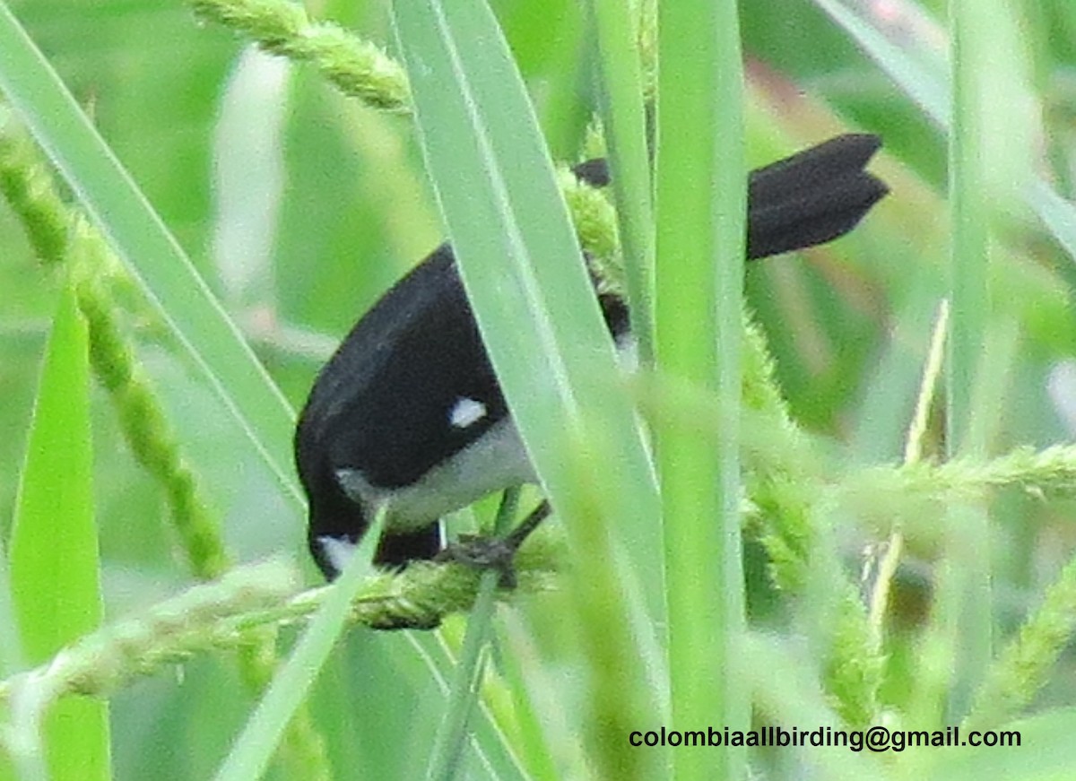 Lesson's Seedeater - ML645896330