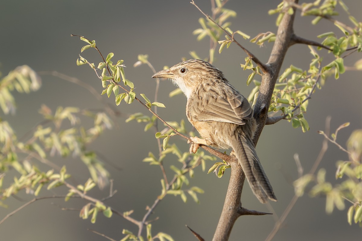 Common Babbler - ML645896331