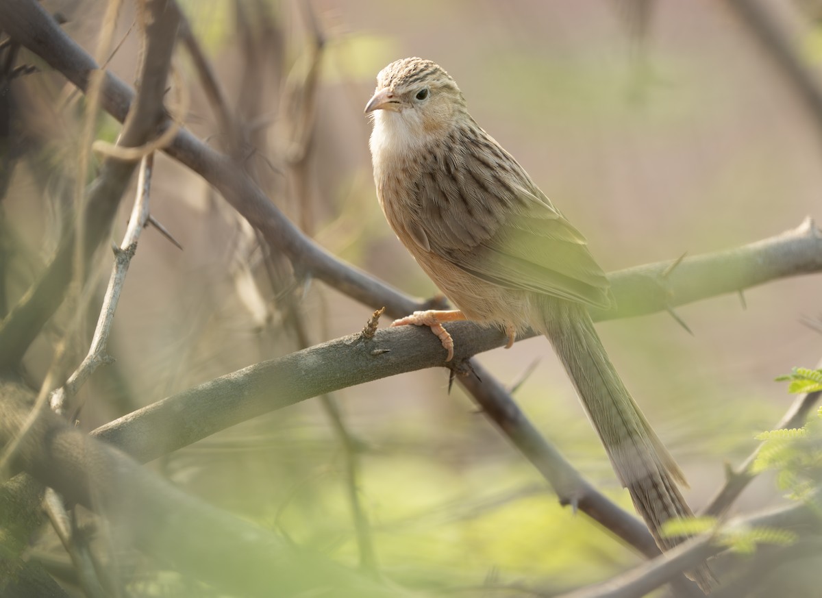 Common Babbler - ML645896332