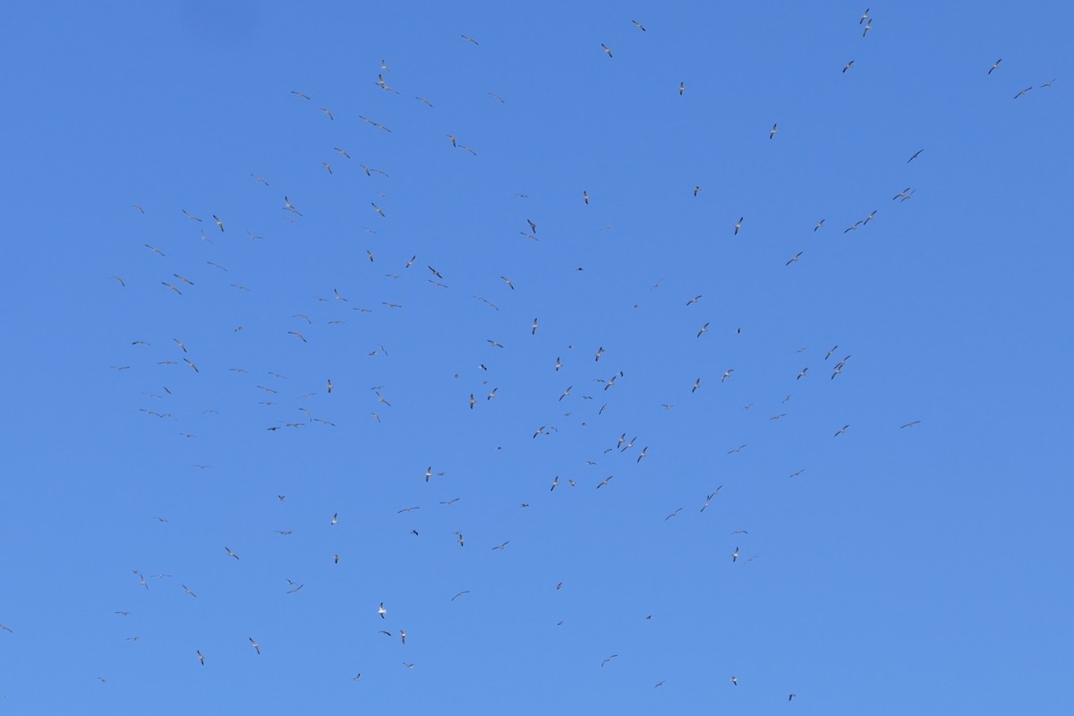 Lesser Black-backed Gull - ML645896339