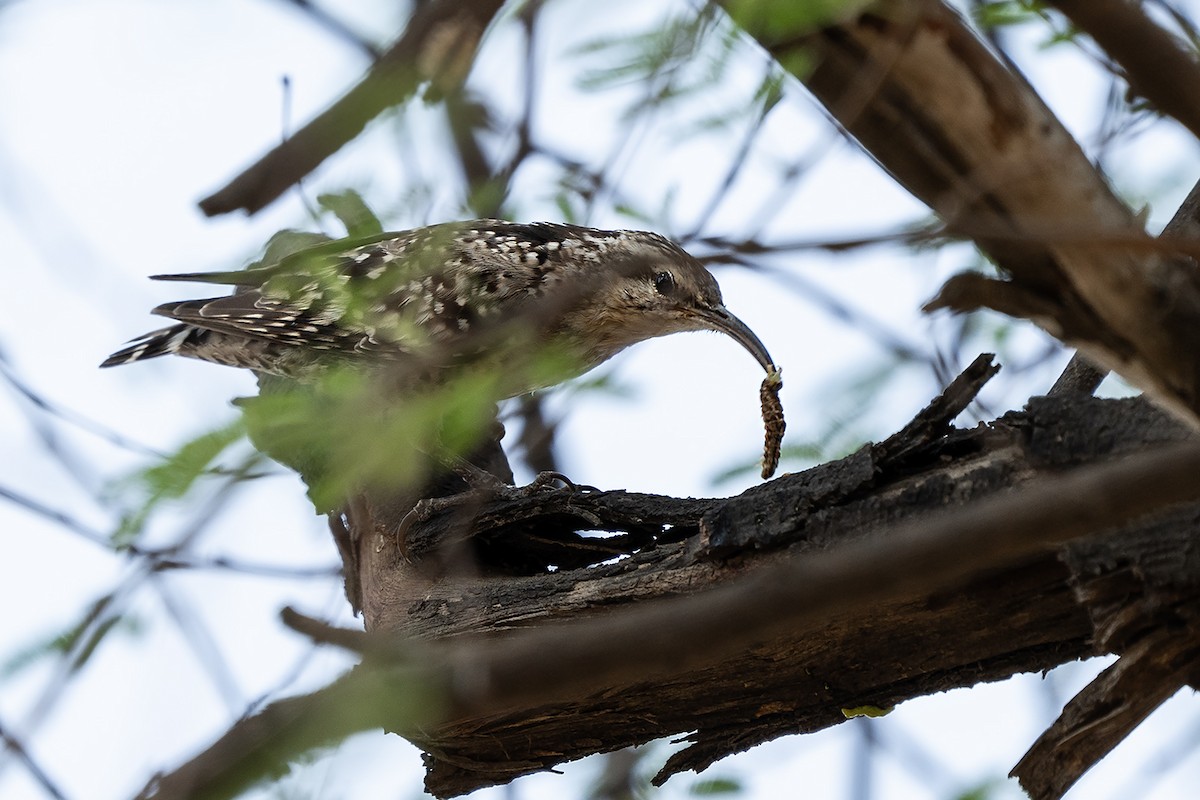 Indian Spotted Creeper - ML645896344