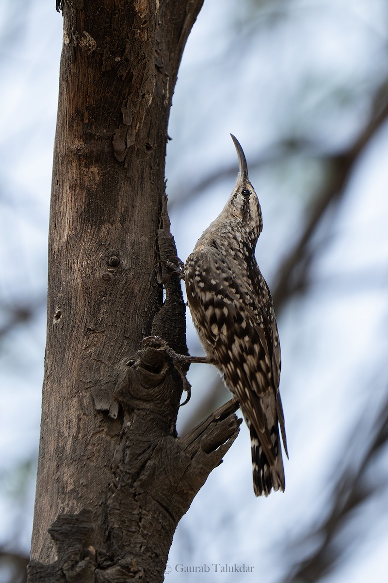 Indian Spotted Creeper - ML645896345