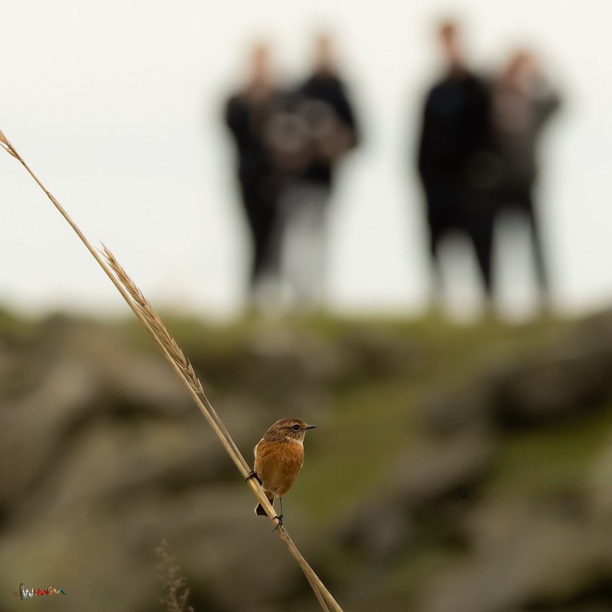 European Stonechat - ML645896355