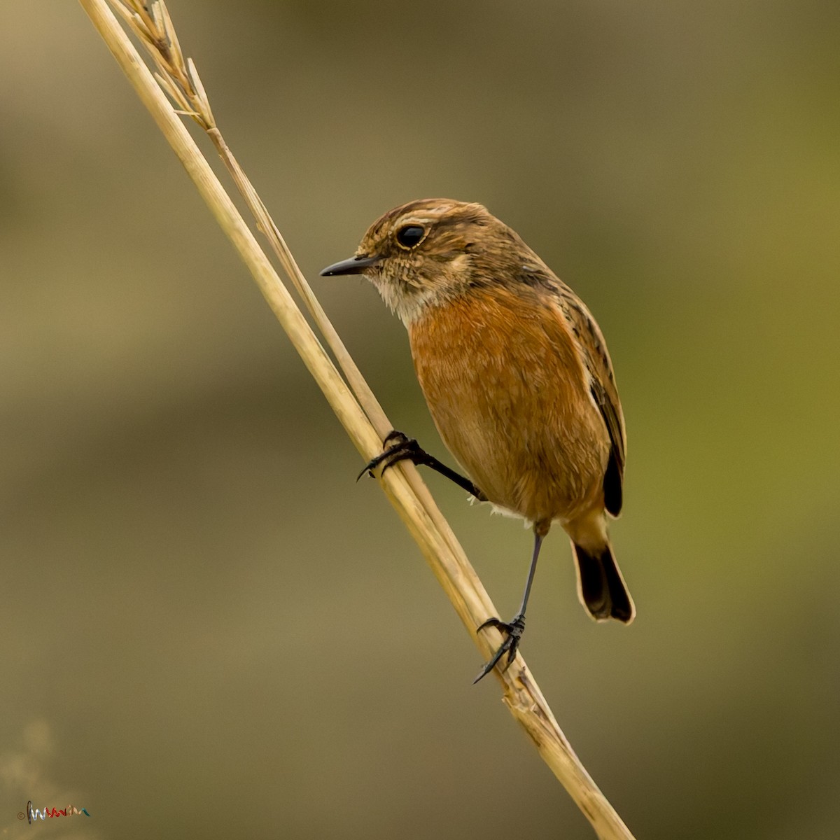 European Stonechat - ML645896356