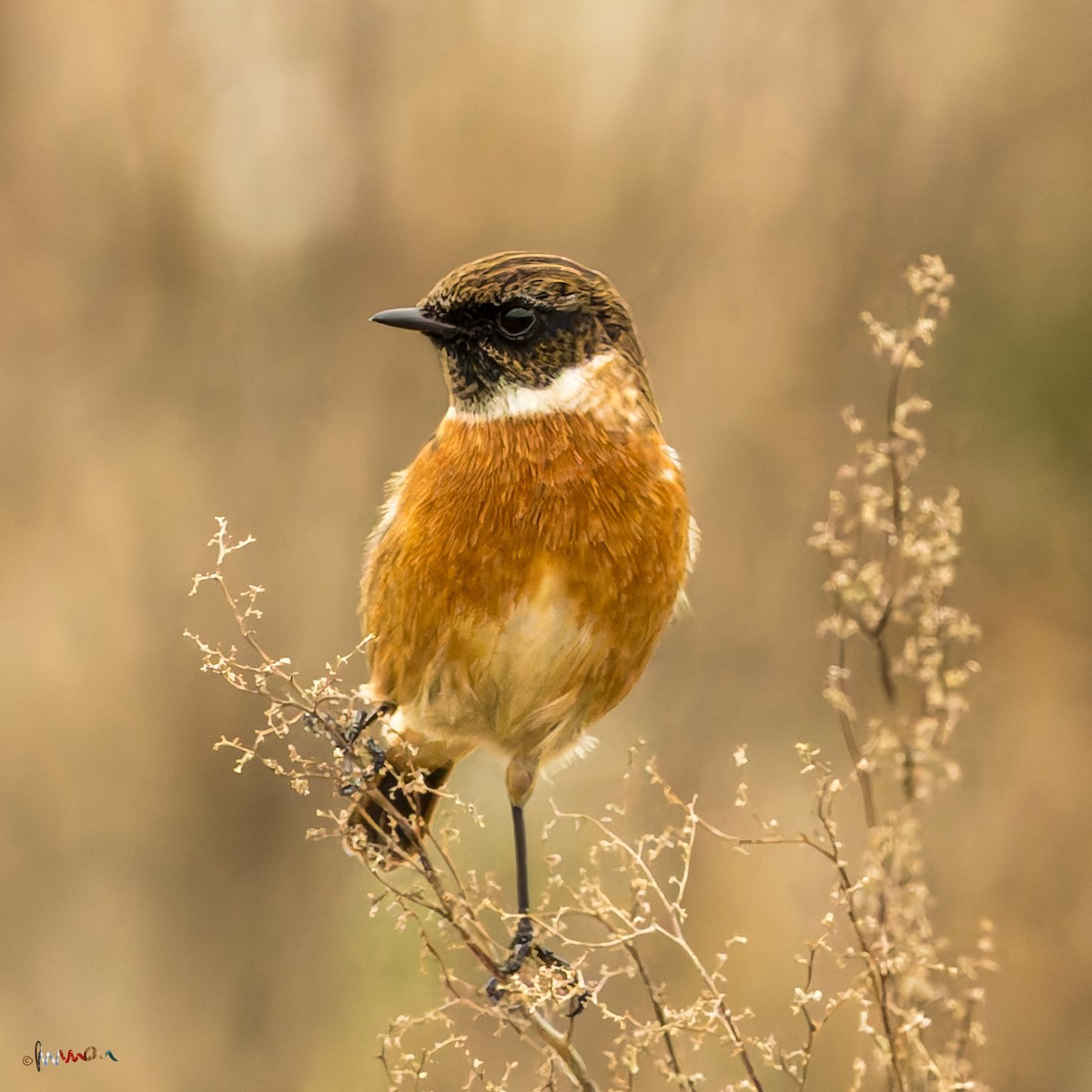 European Stonechat - ML645896357