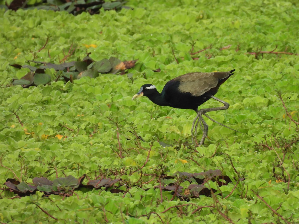 ostnák hnědoocasý - ML645896358