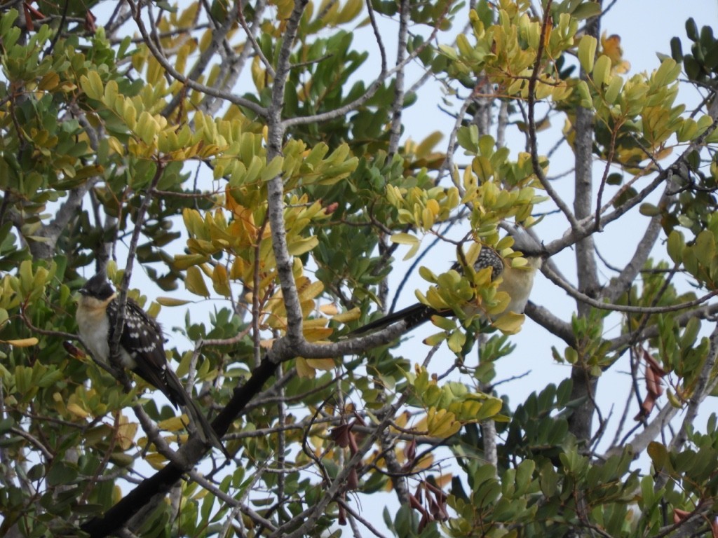 Зозуля чубата - ML645896366