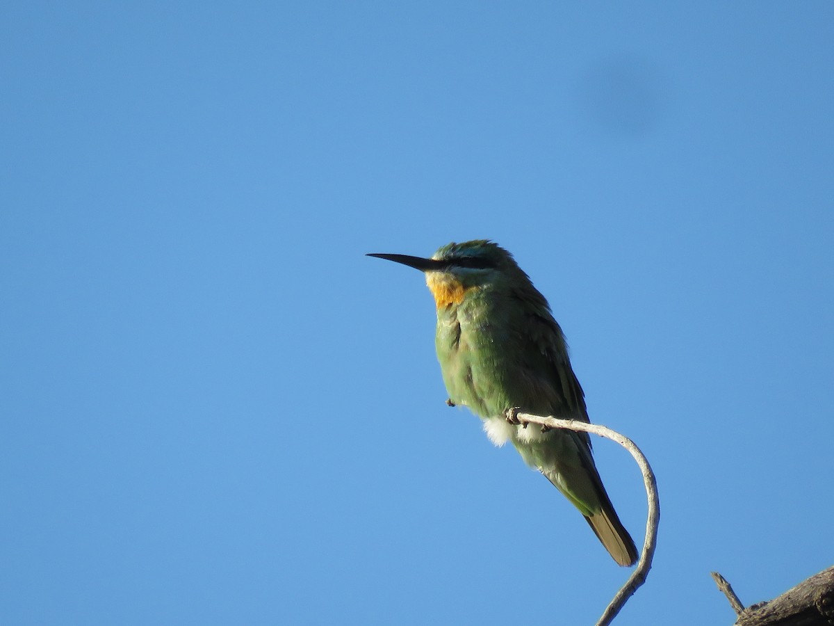 שרקרק ירוק - ML645896370