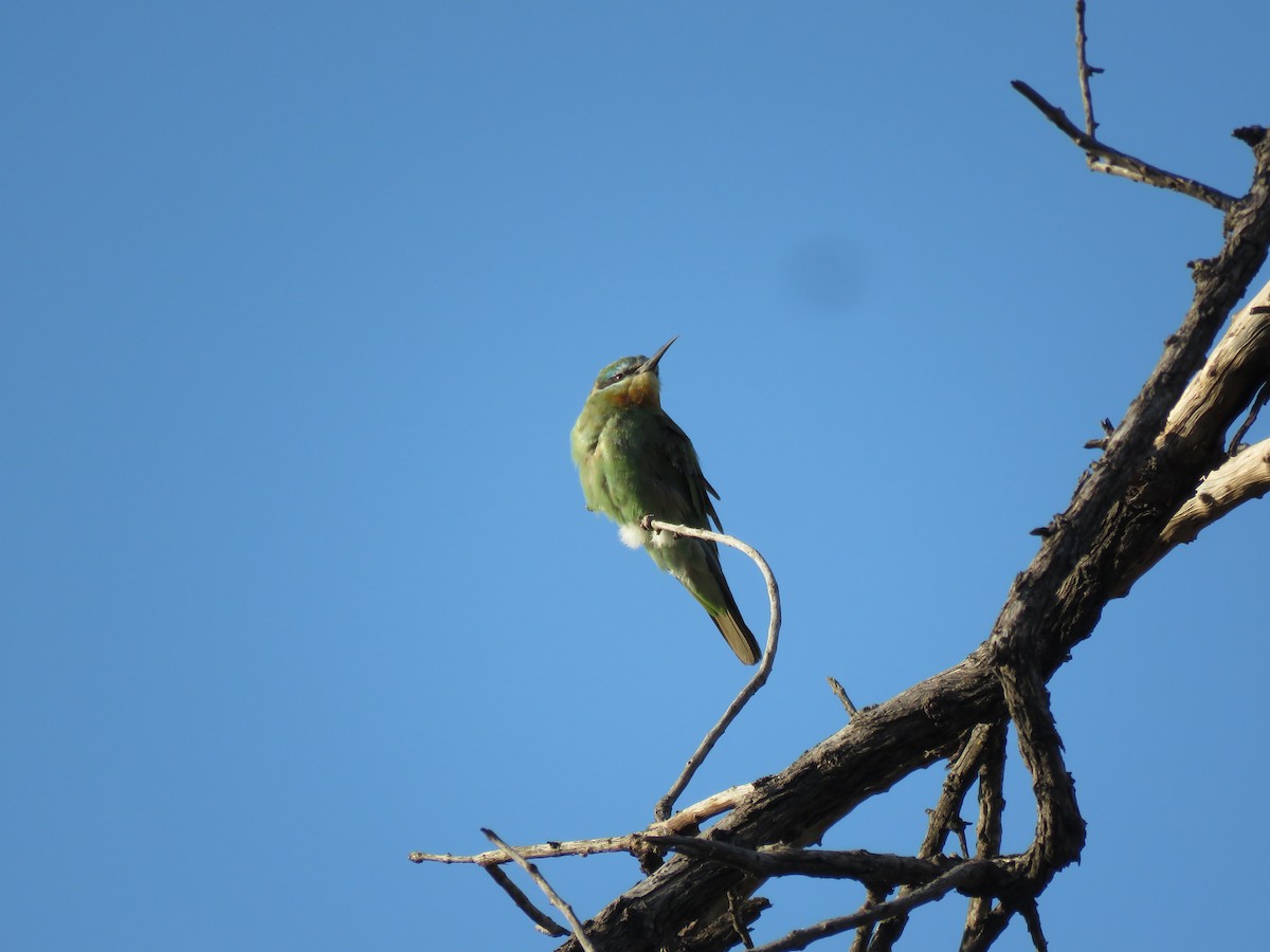 שרקרק ירוק - ML645896371