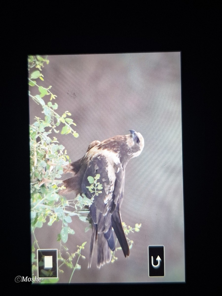 Western Marsh Harrier - ML645896372