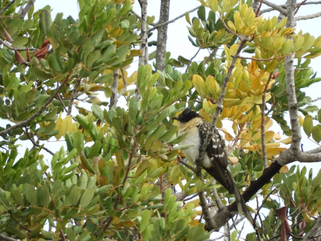 Зозуля чубата - ML645896375