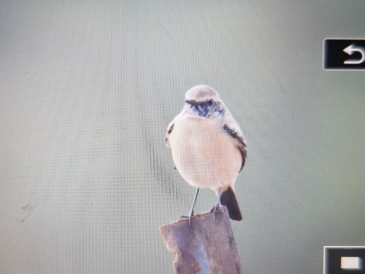 Desert Wheatear - ML645896376