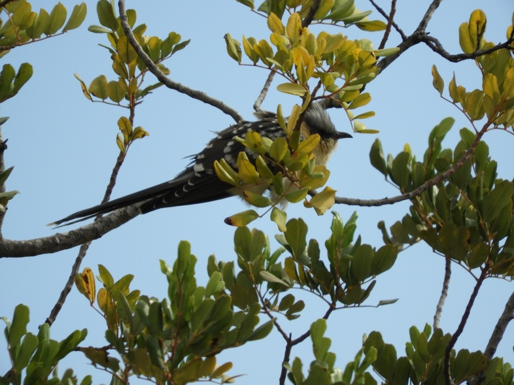 Зозуля чубата - ML645896379