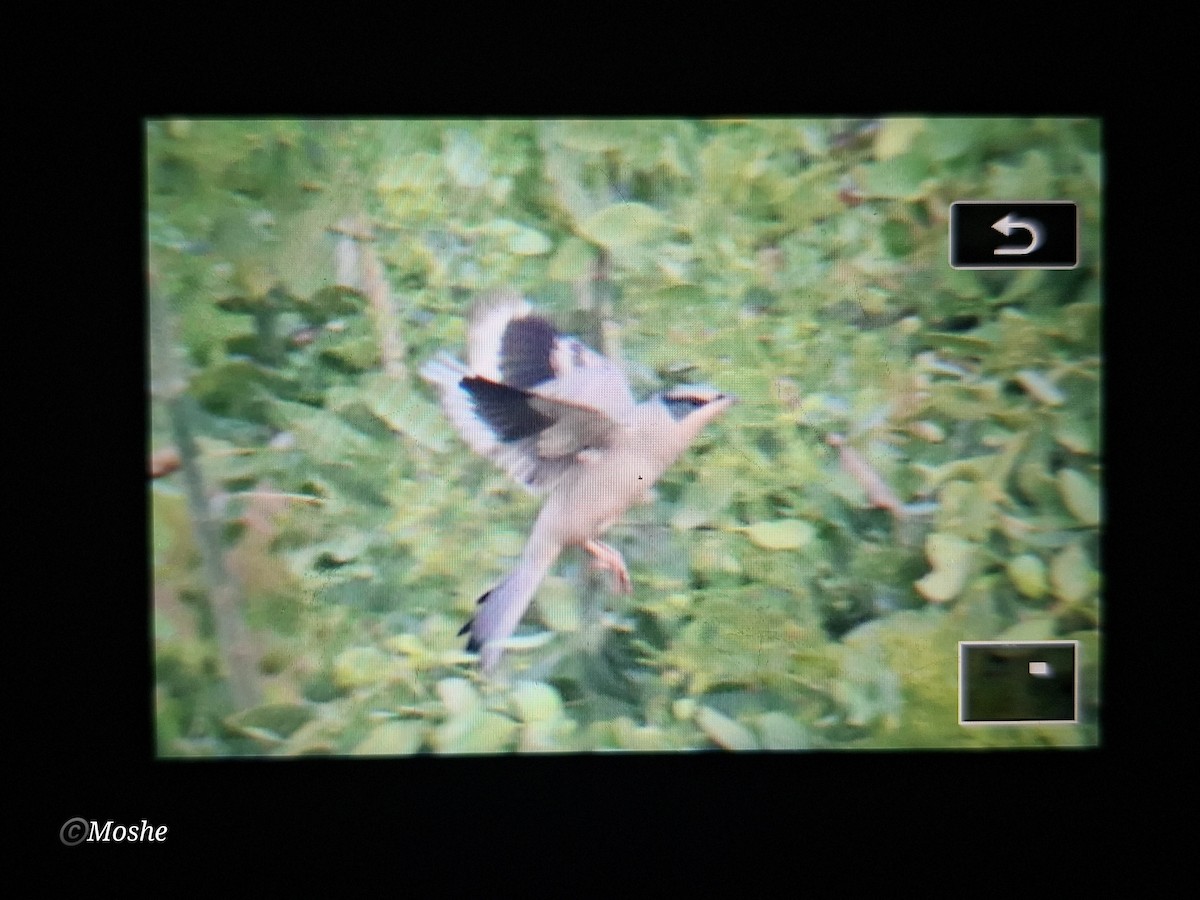 Hypocolius - ML645896380