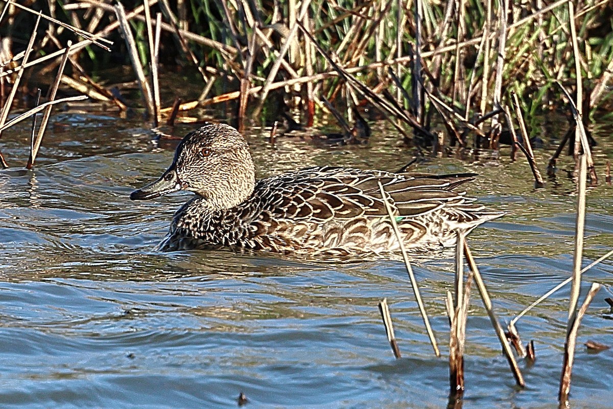 Green-winged Teal (Eurasian) - ML645896397