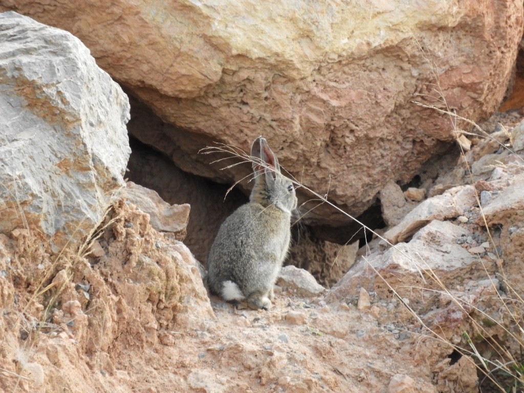 European Rabbit - ML645896401