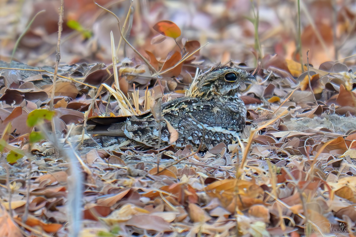 lelek lemoocasý - ML645896402