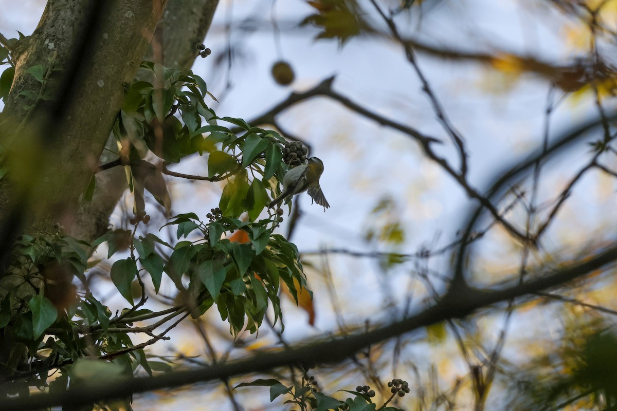 Common Firecrest - ML645896403