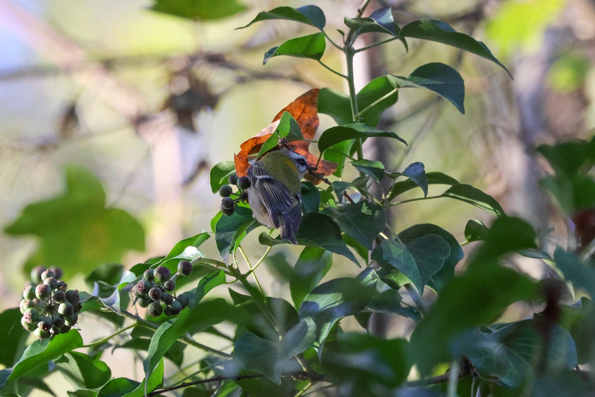 Common Firecrest - ML645896404