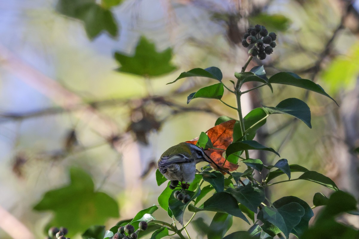 Common Firecrest - ML645896405