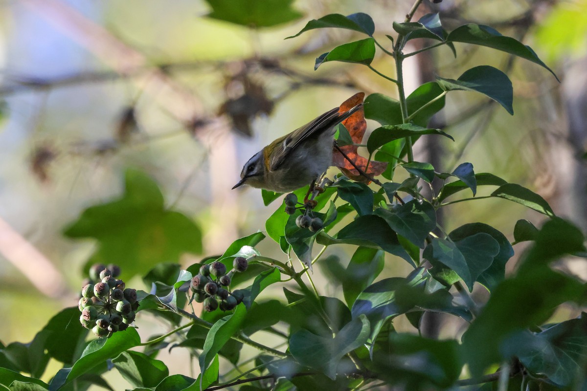 Common Firecrest - ML645896407