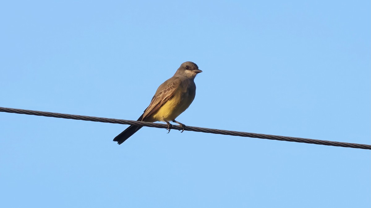 Cassin's Kingbird - ML645896409