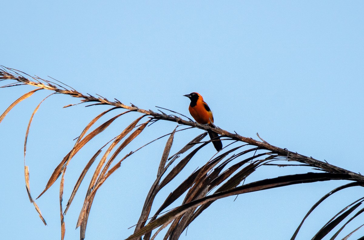 Orange-backed Troupial - ML645896413