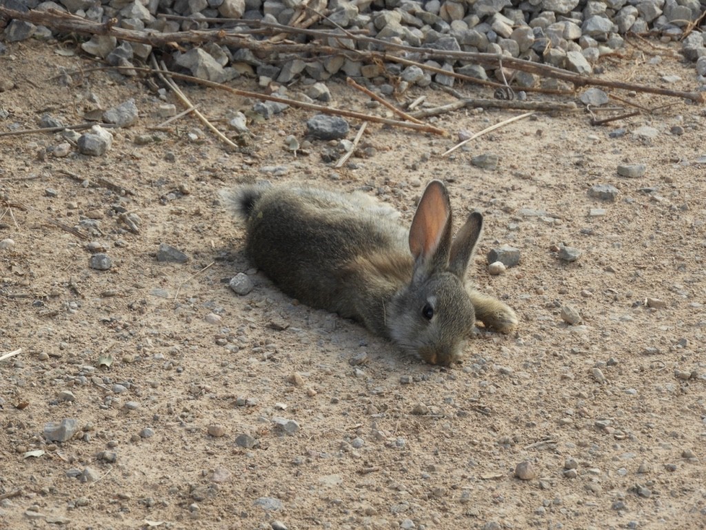 Animals - ML645896415