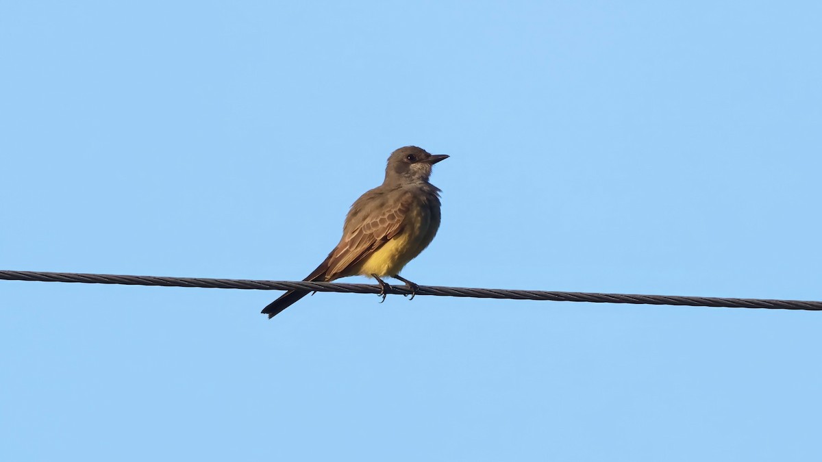 Cassin's Kingbird - ML645896426