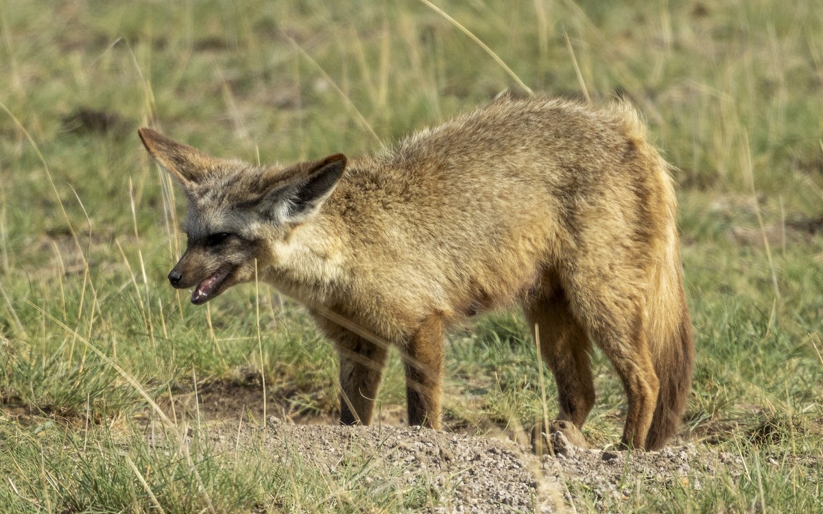 Mammals - ML645896429