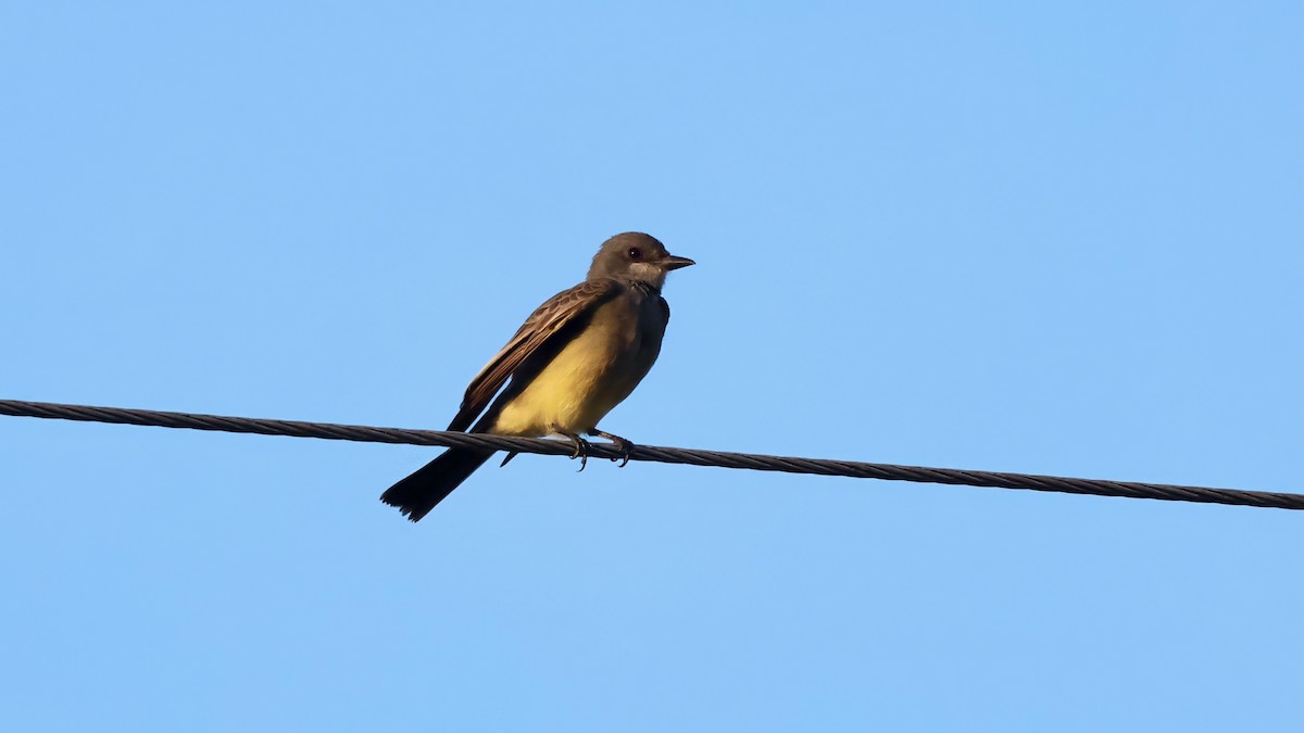Cassin's Kingbird - ML645896430