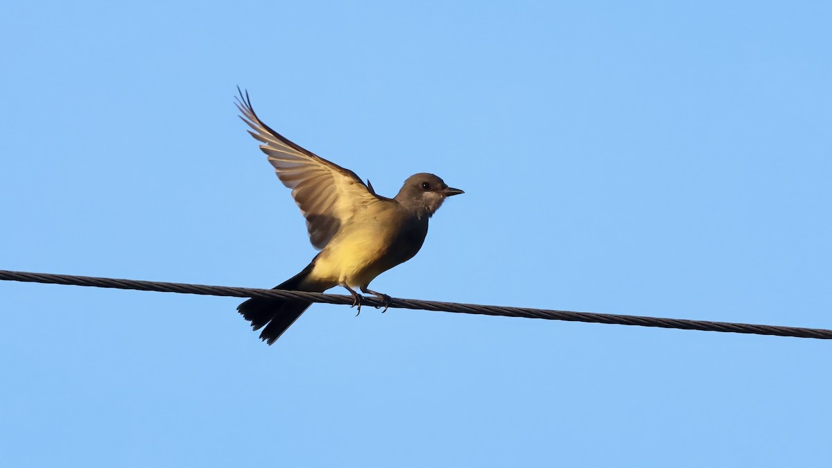 Cassin's Kingbird - ML645896438